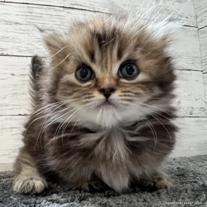 ID：2306-02634の子猫