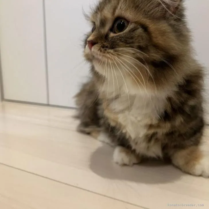 マンチカン(短足)【福島県・女の子・2022年9月12日・ブラウンパッチドタビー&amp;ホワイト】の写真1