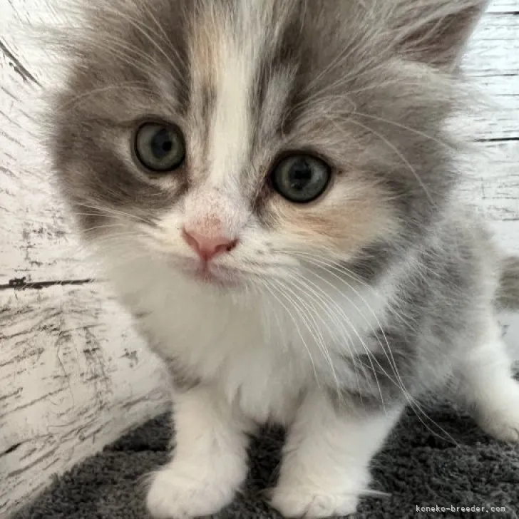 ID：2309-00849の子猫