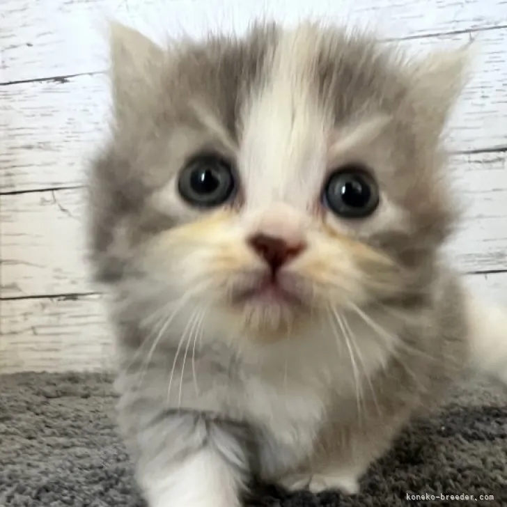 ID:2308-01036の子猫