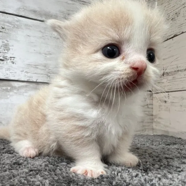 きぬちゃん 様のお迎えした子猫