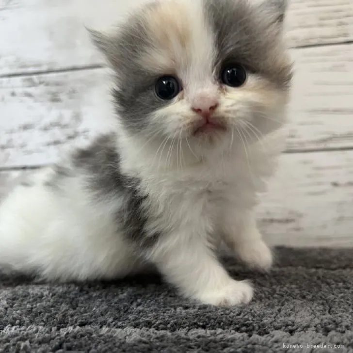 マンチカン(長足)【福島県・女の子・2023年6月3日・ダイリュートキャリコ】の写真1