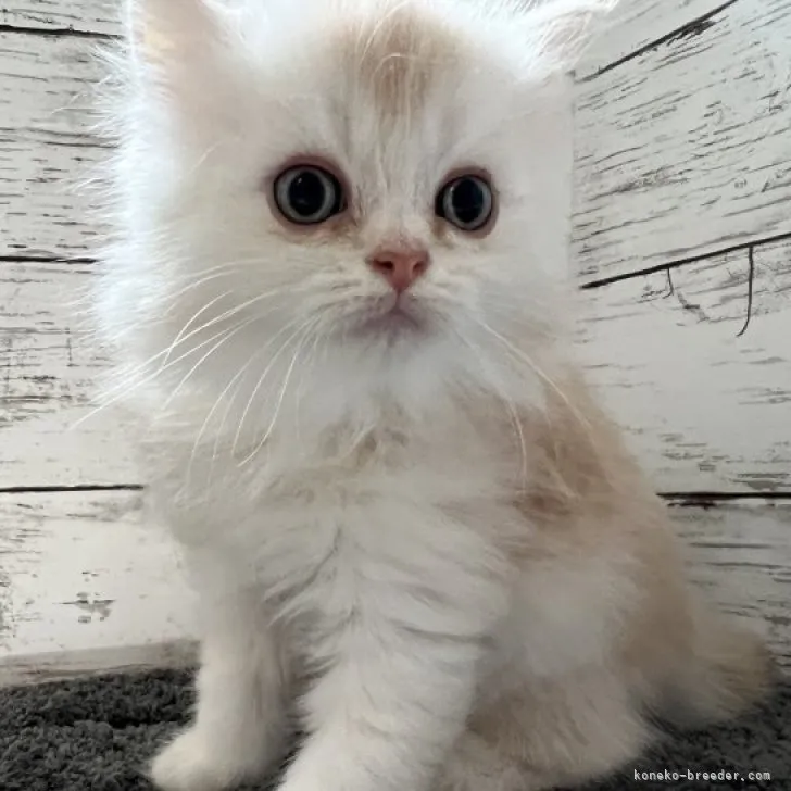 ID：2306-02627の子猫