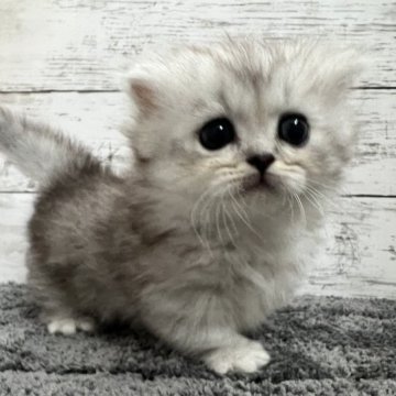 ミヌエット(短足)【福島県・女の子・2023年6月11日・シルバータビー】の写真「★短足ミヌエットの女の子★」