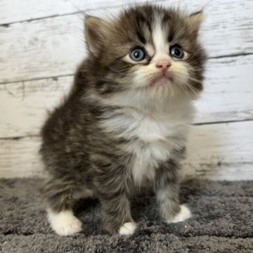 ミヌエット(長足)【福島県・男の子・2023年7月8日・ブラウンタビー&ホワイト】の写真「★長足ミヌエットの男の子★ブラウンタビー＆ホワイト」