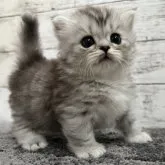 ミヌエット(短足)【福島県・男の子・2023年6月11日・シルバータビー】の写真2