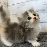 ミヌエット(短足)【福島県・女の子・2023年7月8日・ダイリュートキャリコ】の写真4