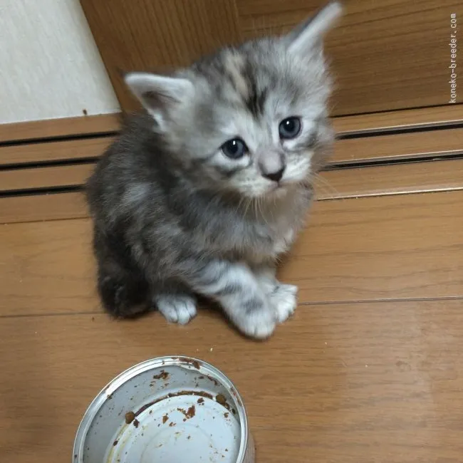 ID：1601-00203の子猫