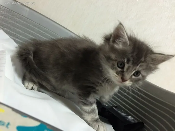 ID:1601-00210の子猫