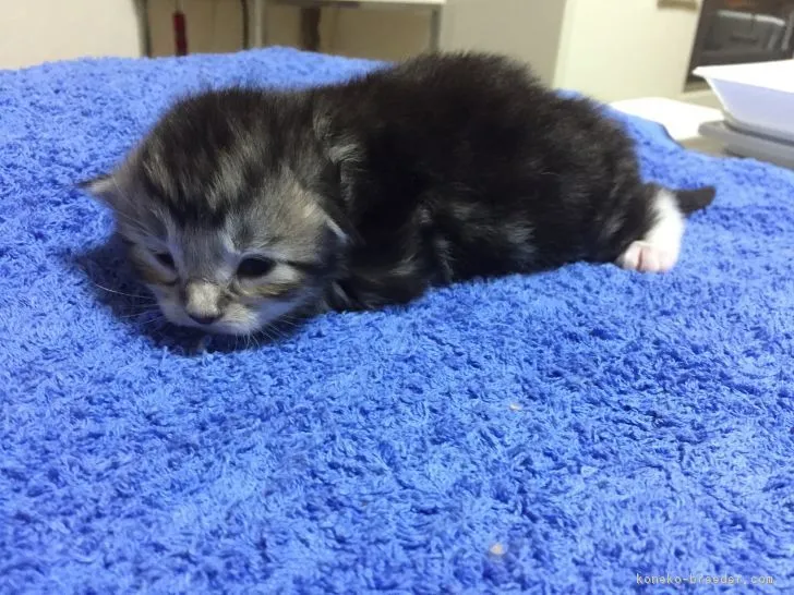 リアムパパ 様のお迎えした子猫