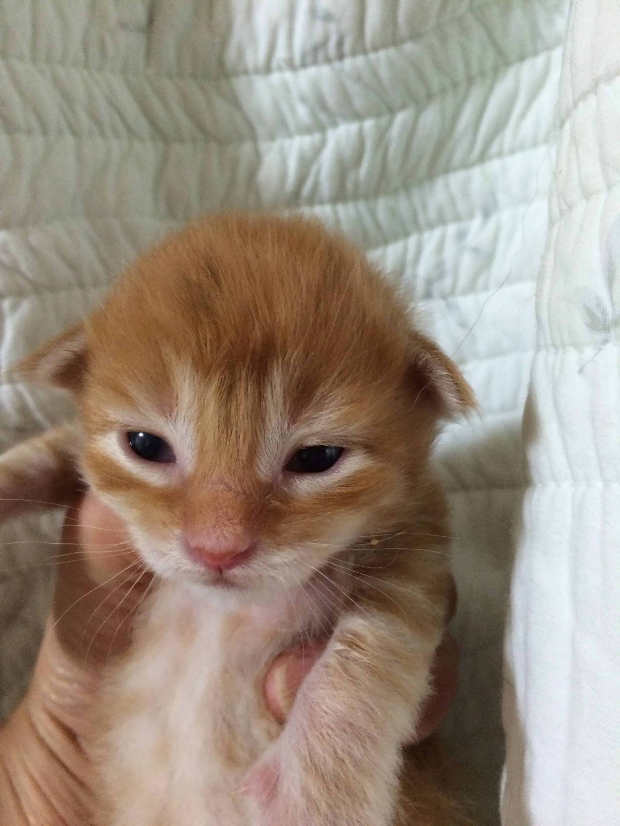 ID:1605-00091の子猫