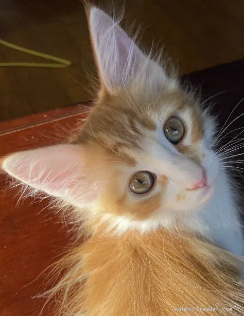 ID:2005-00885の子猫