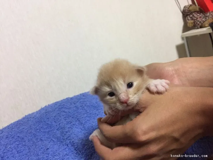 ID:1705-00548の子猫
