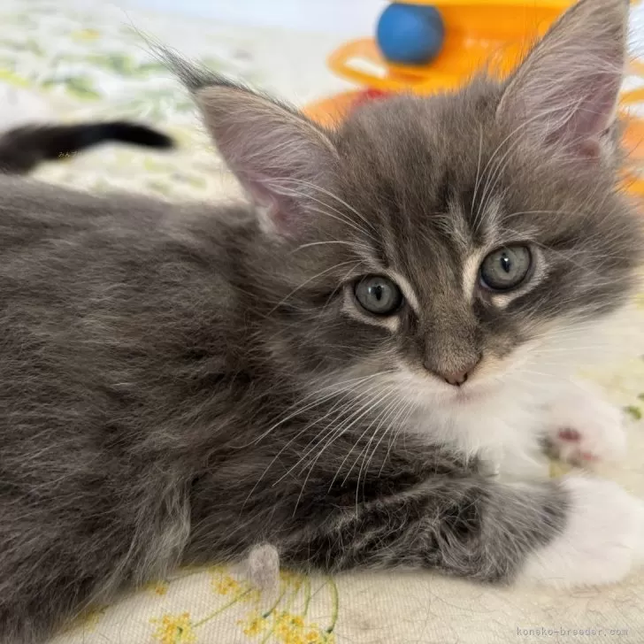 ID：2408-02580の子猫