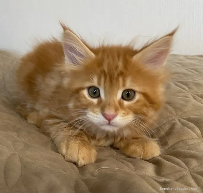 ID：2112-02170の子猫