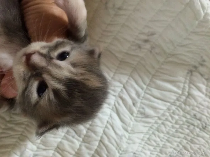 mokuren 様のお迎えした子猫