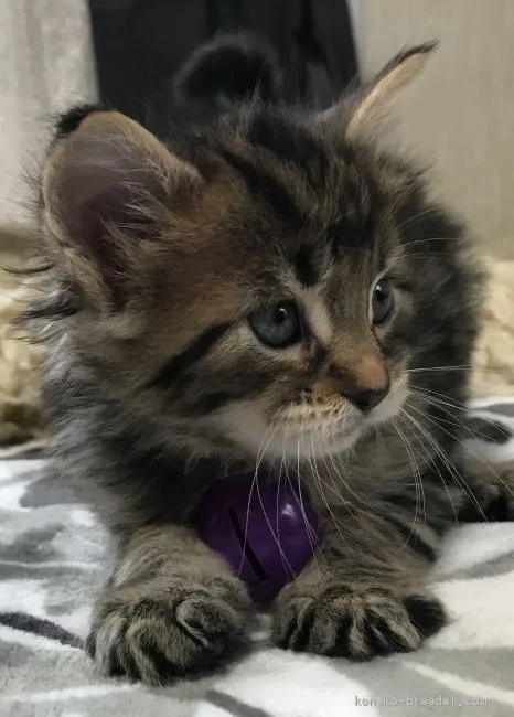 ID:2004-01883の子猫