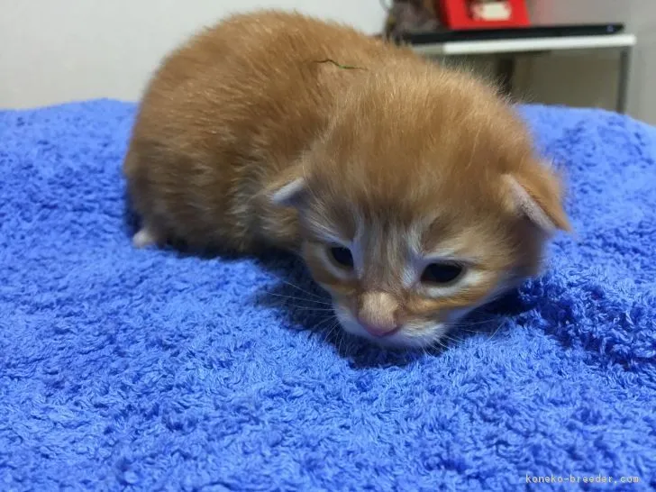 ID:1705-00551の子猫