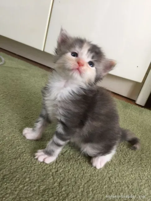 Masaki 様のお迎えした子猫