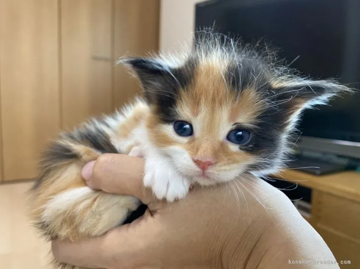 ID：2105-01470の子猫