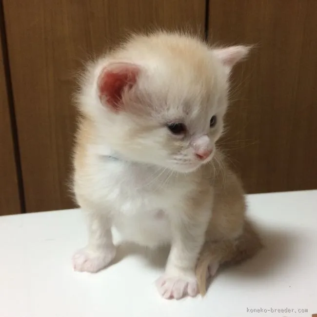 かく 様のお迎えした子猫
