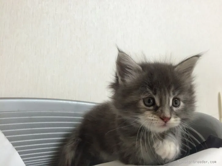 京子 様のお迎えした子猫