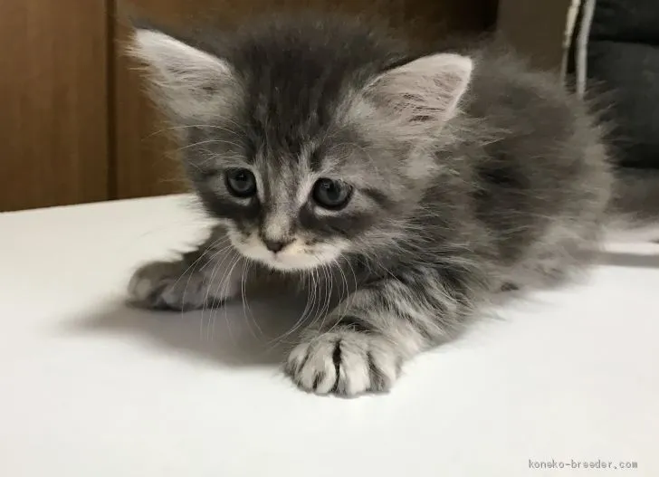 ID:1912-01666の子猫