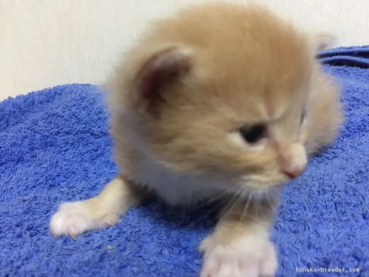 ルークパパ 様のお迎えした子猫