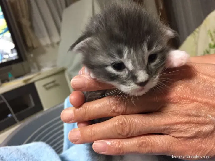 アビーのママ 様のお迎えした子猫