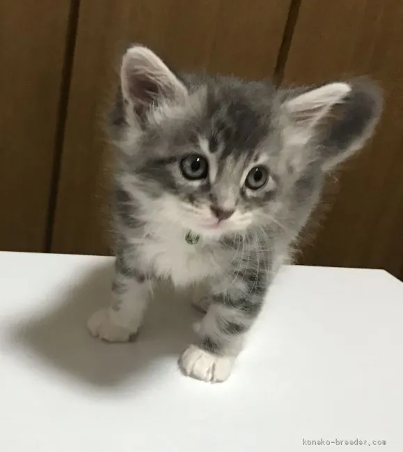 T.W 様のお迎えした子猫