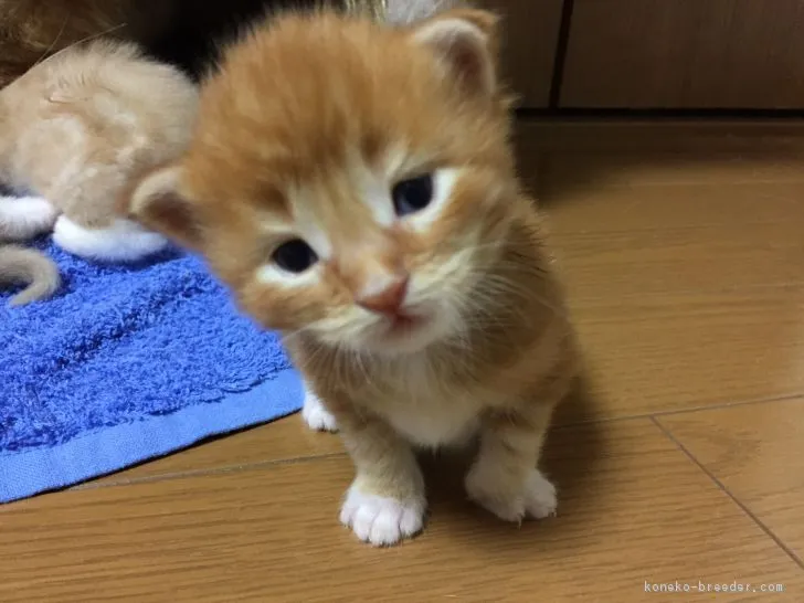 ID:1709-00562の子猫