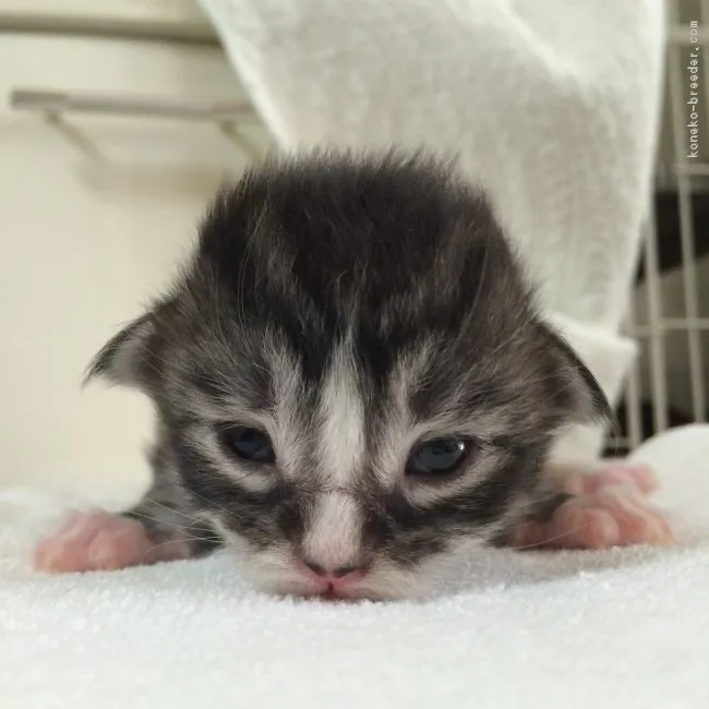 ID:1605-00090の子猫