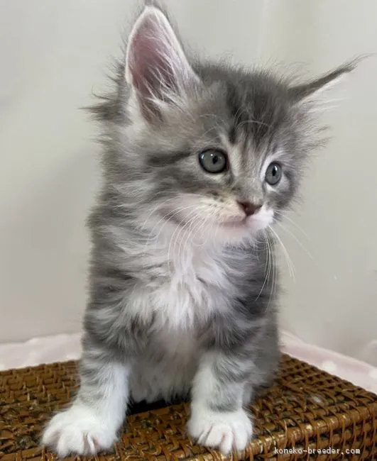 ID:2004-01880の子猫