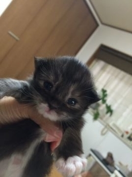 メインクーン【大阪府・女の子・2016年2月23日・ブラック&ホワイト】の写真「おっとりさんのアイドル系です」