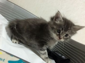 メインクーン【大阪府・女の子・2015年12月18日・ブルーパッチド&ホワイト】の写真「とても顔立ちがキュートでかわいいです」