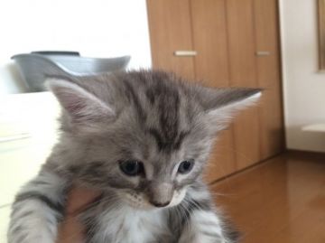 メインクーン【大阪府・女の子・2015年8月22日・シルバーパッチドタビー アンド ホワイト（ロングコート）】の写真「とても珍しい毛色です」