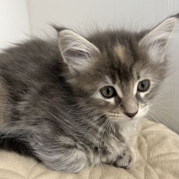 メインクーン【大阪府・女の子・2022年10月22日・ブルーパッチドタビー（密集した柔らかい長毛）】の写真「とっても元気で活発な女の子です」