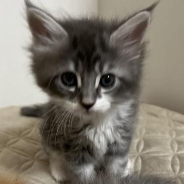 メインクーン【大阪府・女の子・2022年10月18日・ブルータビーアンドホワイト（ロング）】の写真「目がとても大きくチャーミングな女の子です♪」