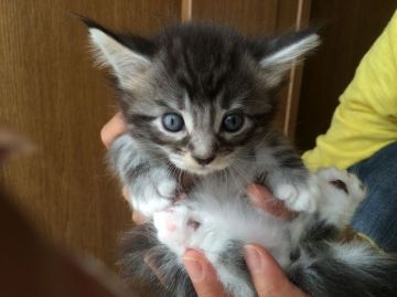 メインクーン【大阪府・女の子・2015年8月22日・ブラウンクラッシックタビー アンド ホワイト（ロングコート）】の写真「人気の毛色です。」