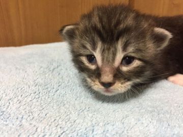 メインクーン【大阪府・男の子・2016年9月28日・ブラックシルバータビー&ホワイト】の写真「135ｇで産まれた超大型ベビー！とてもハンサム！」