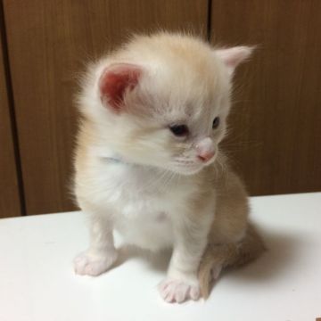 メインクーン【大阪府・男の子・2015年12月18日・カメオタビー&ホワイト】の写真「とても珍しい毛色の光沢の有る毛並みです」