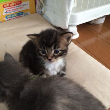 メインクーン【大阪府・男の子・2015年12月18日・ブラウンタビー&ホワイト】の写真「とても毛色の配色が整って顔立ちもハンサムです」