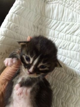 メインクーン【大阪府・男の子・2016年4月23日・ブラウンータビー&ホワイト】の写真「生後３日で３００ｇを超えた超ビッグなハンサムくんで」