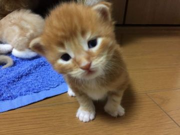 メインクーン【大阪府・男の子・2017年9月5日・レッドタビー&ホワイト】の写真「とっても鮮やかなレッドちゃん顔はイケメンです」