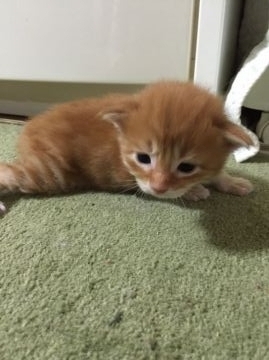 メインクーン【大阪府・男の子・2016年4月23日・レッドタビー&ホワイト】の写真「濃いレッドカラーのハンサムくんです！」