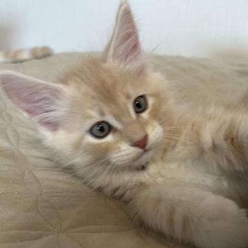 メインクーン【大阪府・男の子・2022年10月22日・カメオタビーアンドホワイト（柔らかい密集した長毛）】の写真「元気で優しいとても綺麗な男の子です💕」