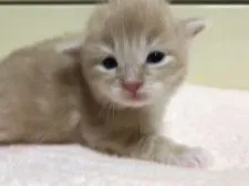 メインクーン【大阪府・男の子・2018年1月10日・カメオタビー&ホワイト】の写真2