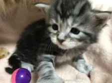 メインクーン【大阪府・女の子・2018年1月10日・シルバータビー】の写真2