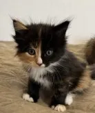 メインクーン【大阪府・女の子・2023年9月24日・キャリコ】の写真3