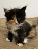 メインクーン【大阪府・女の子・2023年9月24日・キャリコ】の写真4